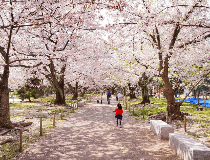 Maizuru Park)