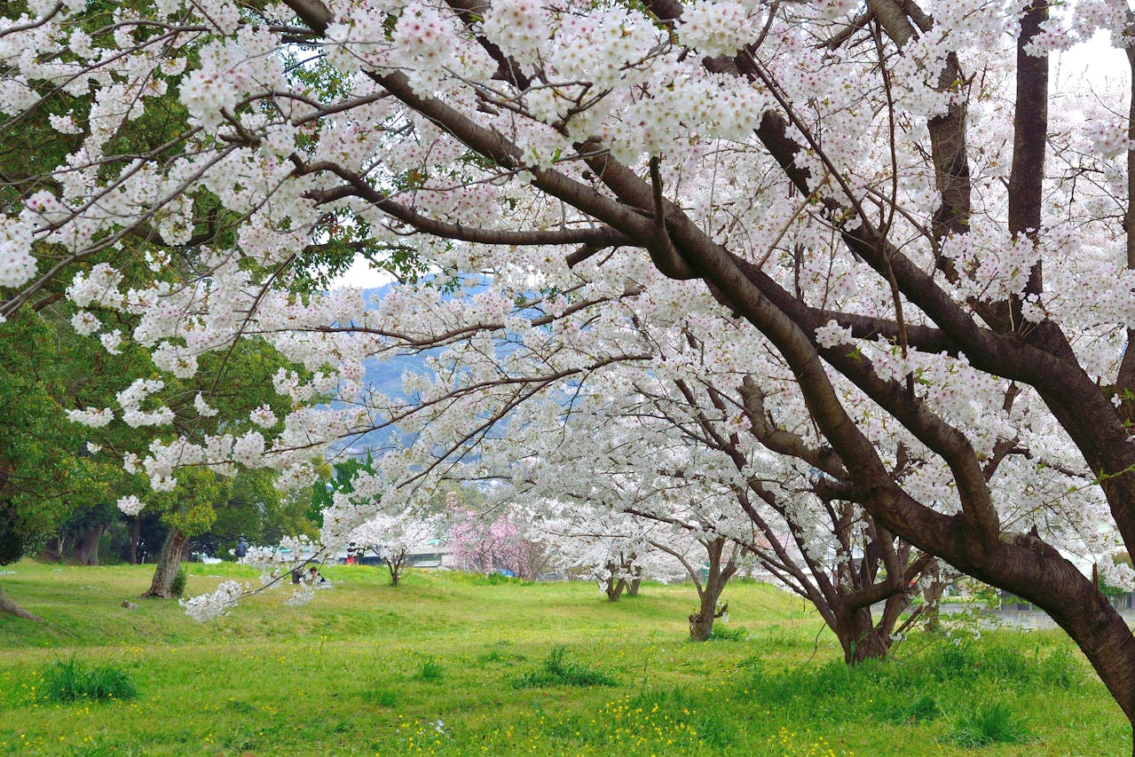 Best Time to Visit Fukuoka 2026: The Ultimate Guide - Cat Head Travel