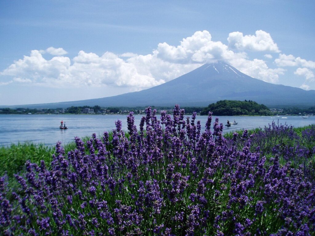 富士山河口湖夏季
