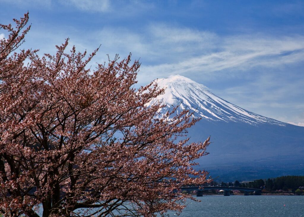 富士山河口湖春天