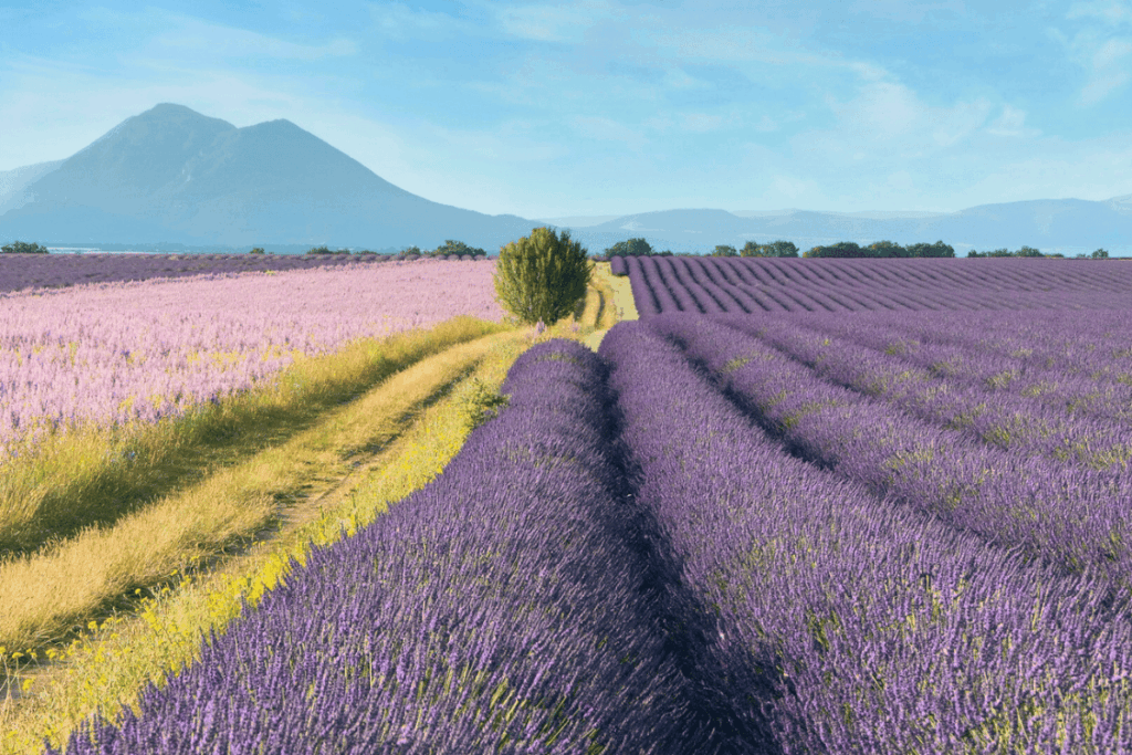普羅旺斯 Provence