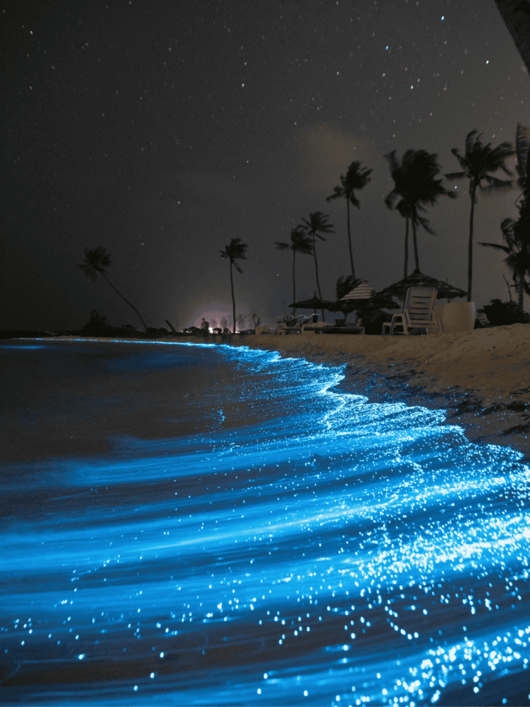 Bioluminescence in Maldives