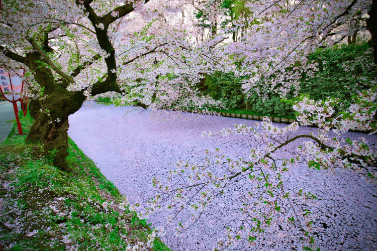 青森 弘前公園 Hirosaki Park