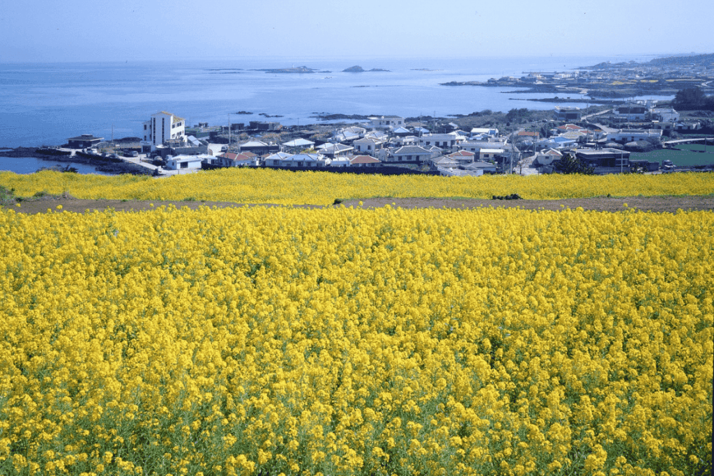 濟州 油菜花