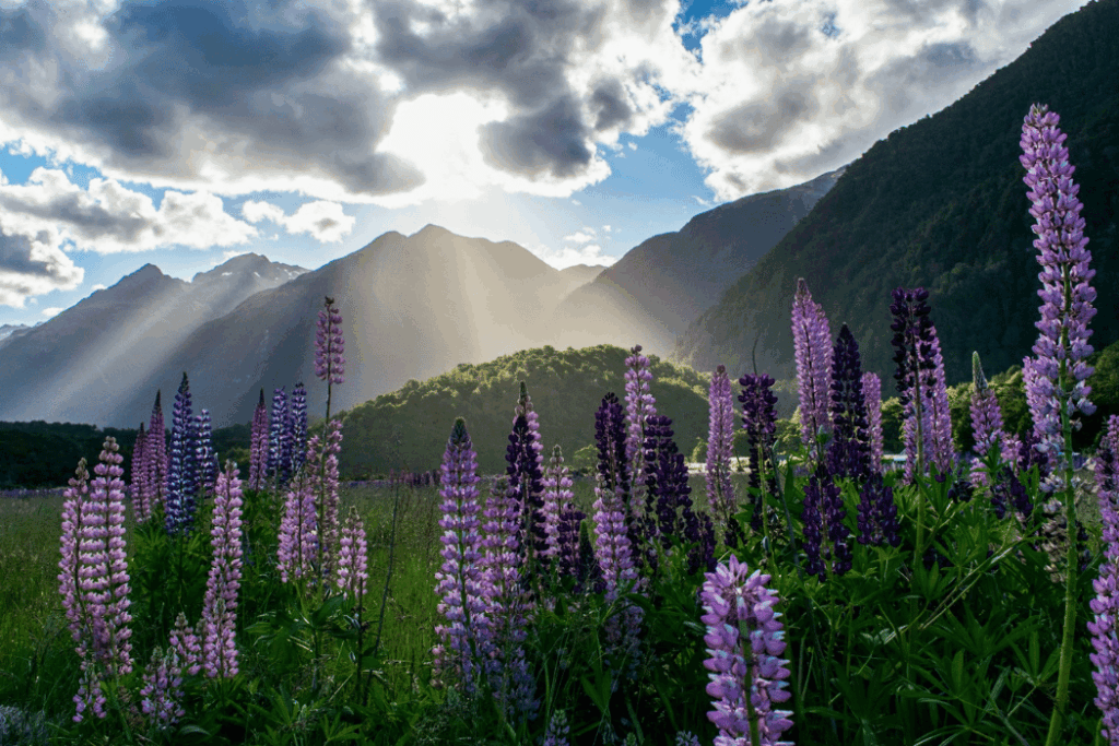 米佛峽灣 紐西蘭 Milford Sound, New Zealand