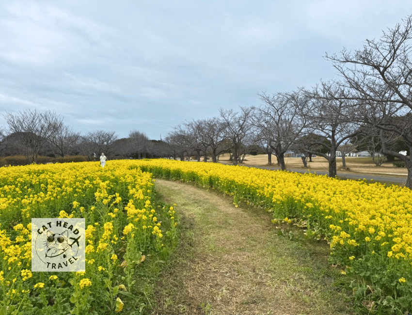 Uminonakamichi Seaside Park in Fukuoka