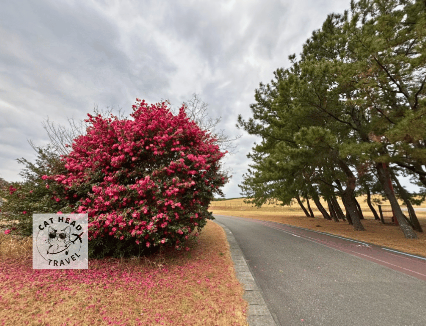 Uminonakamichi Seaside Park in Fukuoka