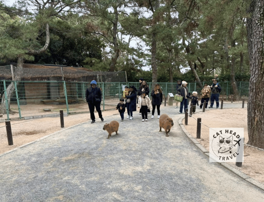 Animal Forest, Uminonakamichi Seaside Park