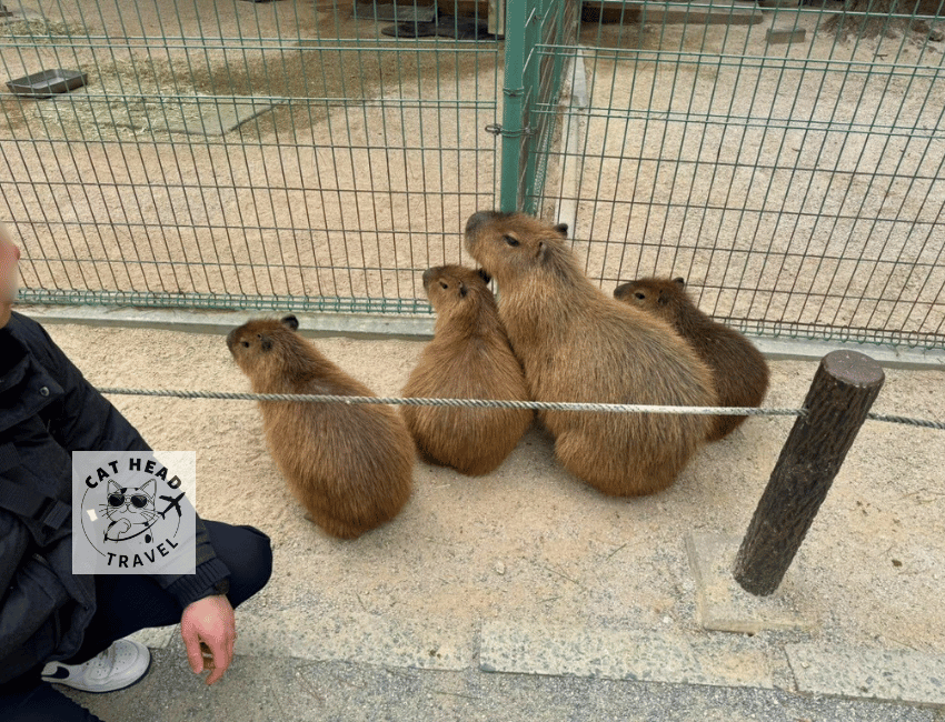 Animal Forest, Uminonakamichi Seaside Park