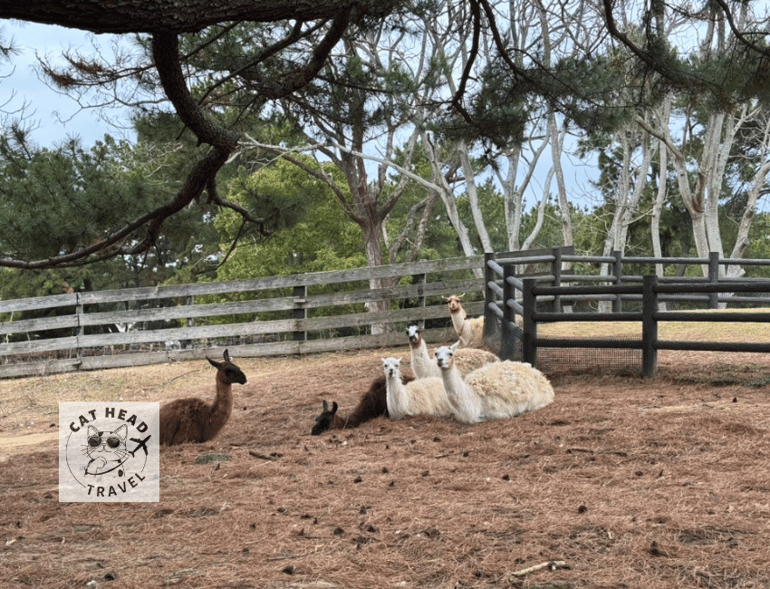 Animal Forest, Uminonakamichi Seaside Park