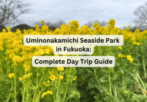 Uminonakamichi Seaside Park in Fukuoka: Complete Day Trip Guide for 2026