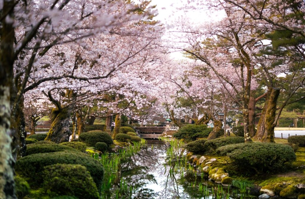兼六園櫻花
