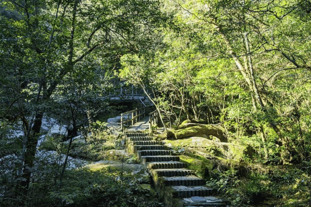 屋久島白谷雲水峽