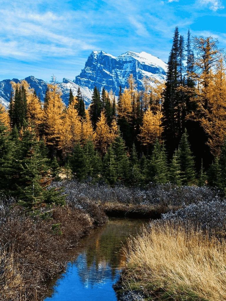 落葉松谷 Larch Valley
