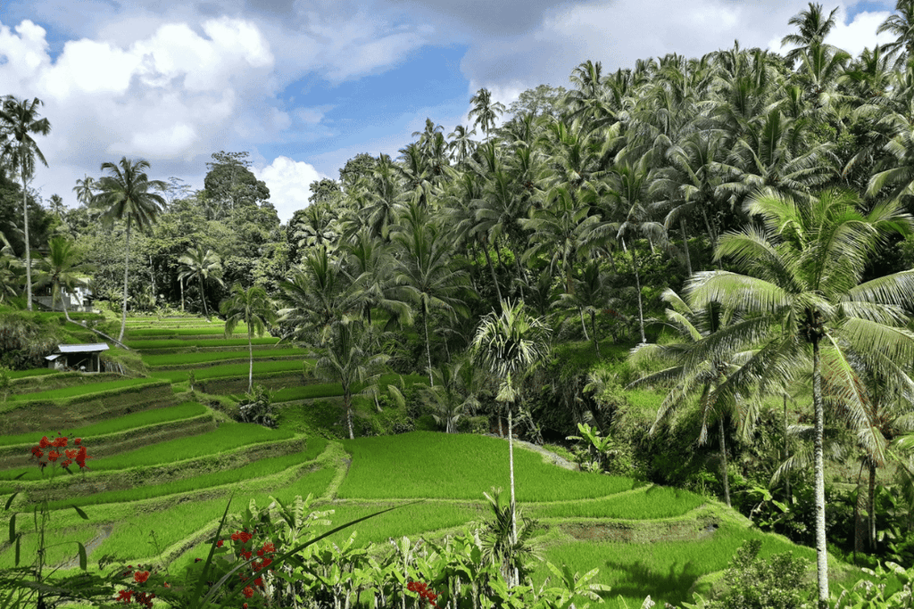德哥拉朗梯田 Tegallalang Rice Terrace